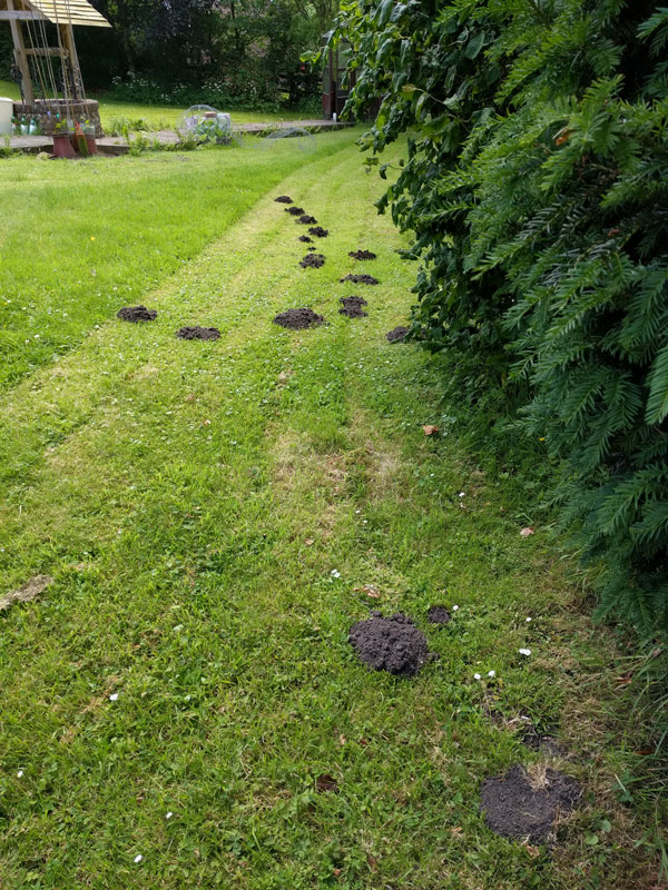 This is evidence of the mole highway running under our lawn. We must have had 50 molehills pop up over the last 2 weeks.