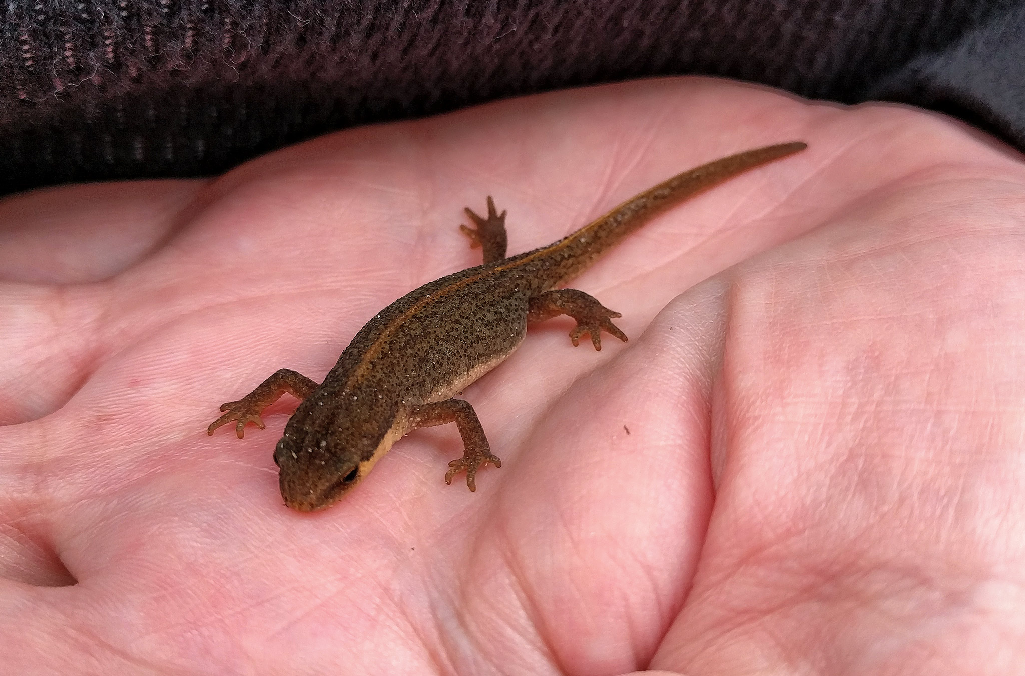 Tina was out in the garden when she spotted this Smooth Newt. Aw, cute, er, newt!