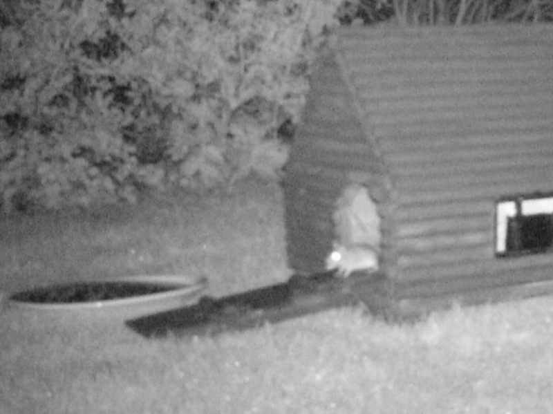 The hedgehog feeding box has been busy recently. But was it 'hogs or mice? Unfortunately the evidence is now in.