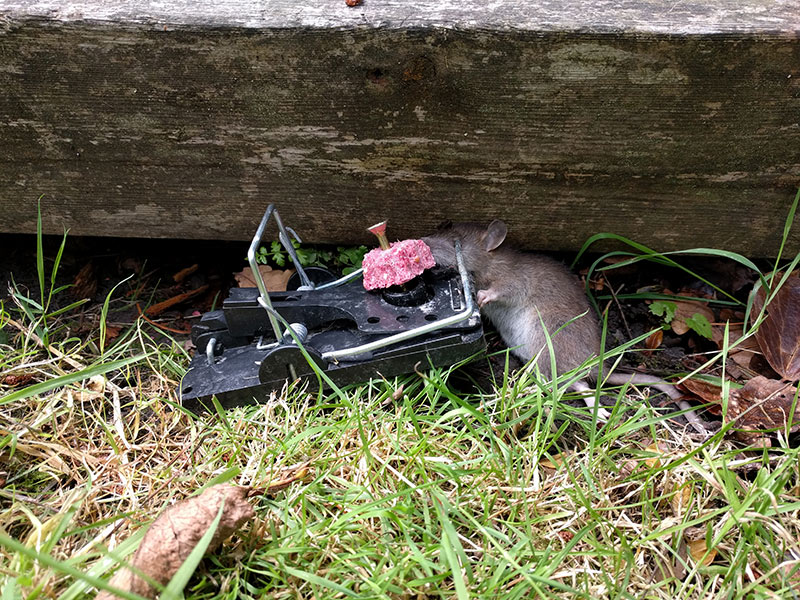 Two more rats, and two more mice caught in traps. This one was living under the decking. The bait is actually rat poison. They like it!