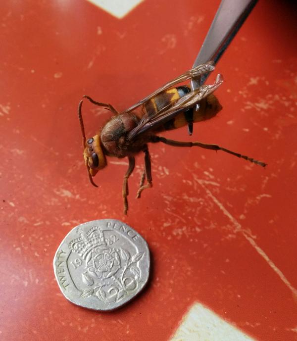 Tina found this hornet buzzing up against the inside(!) of our kitchen window. Big, angry and unwelcome. It got a puff of Raid, a quick photo (with coin for scale) and then ejected. Ah, the New Forest...