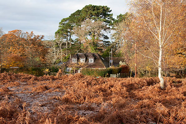 New Forest